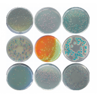 Cell Culture Medium 