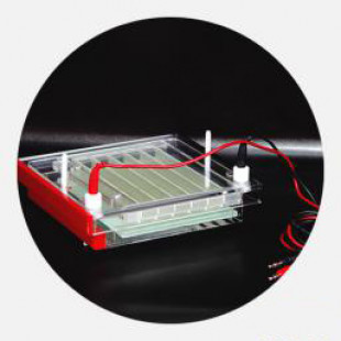 Rapid Gel Electrophoresis For PCR Identification And Separation, Buffer Volume: 200ml, Gel Dimension: 170 × 140 (mm), 0.5 KG