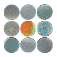 Bacillus Cereus Chromogenic Medium (Chromogenic Bacillus Cereus Agar) For Rapid Isolation And Identification of Bacillus Cereus In Food Sample, 1L