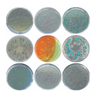 Salmonella Chromogenic Medium For Rapid Isolation And Identification of Salmonella, 1L