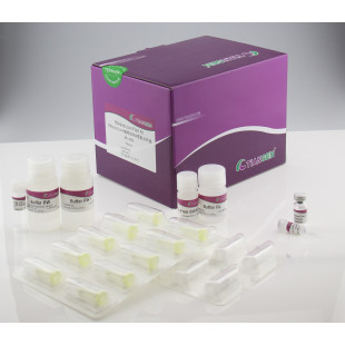 HotMaster Taq DNA Polymerase (innovative and Unique Hot-Start / cold-Stop taq Dna Polymerase), Quantitty 500 U, 2.5 U/µl, ET106-02